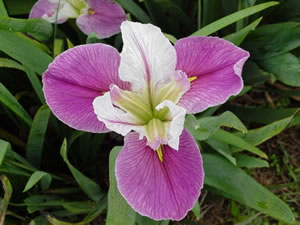 Louisiana Iris - Colorific